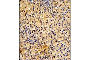 Formalin-fixed and paraffin-embedded human spleen tissue reacted with LY75 Antibody , which was peroxidase-conjugated to the secondary antibody, followed by DAB staining. (LY75/DEC-205 anticorps  (AA 646-675))