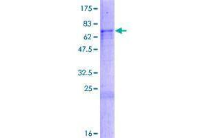 RNA Binding Motif Protein 11 (RBM11) (AA 1-281) protein (GST tag)