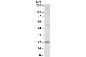 Western blot testing of human kidney lysate with MAD4 antibody at 0. (MXD4 anticorps)