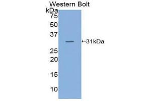 Western Blotting (WB) image for anti-CD109 (CD109) (AA 890-1131) antibody (ABIN1858287) (CD109 anticorps  (AA 890-1131))