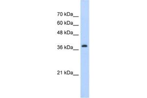 Western Blotting (WB) image for anti-Chromobox Homolog 6 (CBX6) antibody (ABIN2461847) (CBX6 anticorps)