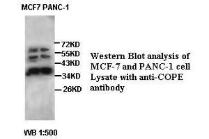 Image no. 2 for anti-Coatomer Protein Complex, Subunit epsilon (COPE) antibody (ABIN791222) (COPE anticorps)