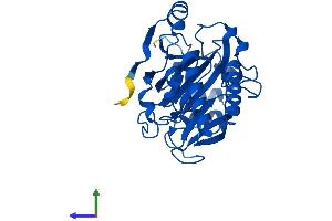 AlphaFold protein structure predicition of Human Recombinant TYW5 Protein, UniprotID A2RUC4