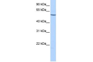 WB Suggested Anti-EMID2 Antibody Titration: 0. (Collagen, Type XXVI, alpha 1 (COL26A1) (C-Term) anticorps)