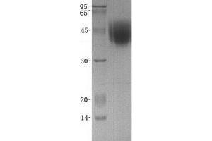 Validation with Western Blot (FCAR Protein (Transcript Variant 1))