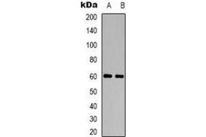 Western blot analysis of CHRM5 expression in LOVO (A), Raw264. (CHRM5 anticorps)