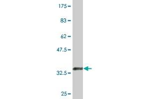 Western Blot detection against Immunogen (33 KDa) .