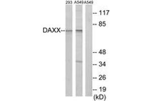 Western blot analysis of extracts from 293 cells/A549 cells, using DAXX Antibody. (DAXX anticorps  (AA 361-410))
