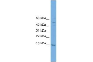 WB Suggested Anti-COX7B Antibody Titration: 0. (COX7B anticorps  (N-Term))