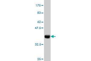 Western Blot detection against Immunogen (36.