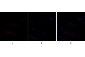 Immunofluorescence analysis of rat heart tissue.