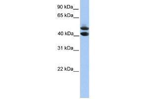 WB Suggested Anti-SOHLH1 Antibody Titration: 0. (SOHLH1 anticorps  (C-Term))