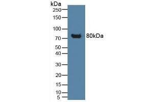 Figure. (CD42b anticorps  (AA 19-291))