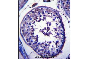 TRIM39 Antibody (Center) (ABIN657389 and ABIN2846430) immunohistochemistry analysis in formalin fixed and paraffin embedded human testis tissue followed by peroxidase conjugation of the secondary antibody and DAB staining.