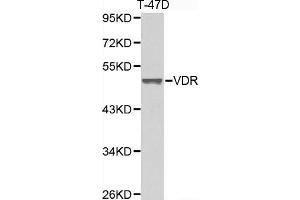 Western blot analysis of extracts of T-47D cell lines, using VDR antibody. (Vitamin D Receptor anticorps  (AA 1-300))