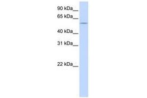 Image no. 1 for anti-HMG Box-Containing Protein 1 (HBP1) (C-Term) antibody (ABIN6740569) (HBP1 anticorps  (C-Term))