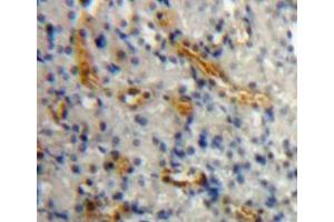 IHC-P analysis of kidney tissue, with DAB staining. (AGR2 anticorps  (AA 21-175))