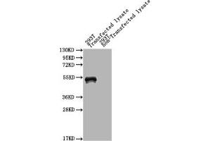 Western Blot Positive WB detected in: mpt64 293T Transfected lysate, 293T non-Transfected lysate All lanes: mpt64 antibody at 1:2000 Secondary Goat polyclonal to rabbit IgG at 1/50000 dilution Predicted band size: 51 kDa Observed band size: 51 kDa (Immunogenic Protein MPT64 (AA 24-228) anticorps)