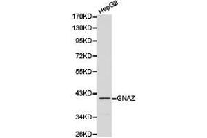 Western Blotting (WB) image for anti-Guanine Nucleotide Binding Protein (G Protein), alpha Z Polypeptide (GNaZ) antibody (ABIN1872846) (GNaZ anticorps)