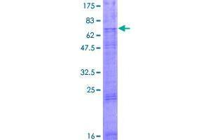 Image no. 1 for Solute Carrier Family 46 Member 2 (SLC46A2) (AA 1-475) protein (GST tag) (ABIN1320465)