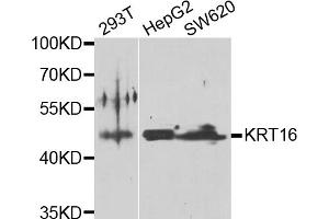 Western blot analysis of extracts of various cell lines, using KRT16 antibody (ABIN5975146) at 1/1000 dilution. (KRT16 anticorps)