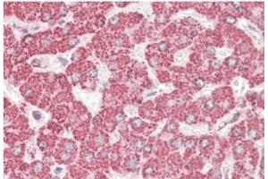 AP21284PU-N ETFB antibody staining of paraffin embedded Human Liver at 3. (ETFB anticorps  (AA 231-243))