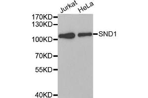 Western Blotting (WB) image for anti-Staphylococcal Nuclease Domain Containing Protein 1 (SND1) antibody (ABIN1980241) (SND1 anticorps)