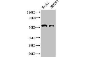 LDHD anticorps  (AA 310-507)