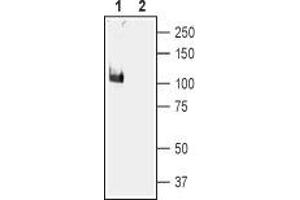 Western blot analysis of mouse brain membranes: - 1. (KCNMA1 anticorps  (C-Term, Intracellular))