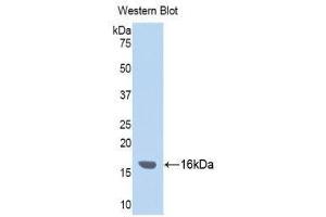 Western Blotting (WB) image for anti-Inter alpha Globulin Inhibitor H4 (ITIH4) (AA 273-424) antibody (ABIN3201788) (ITIH4 anticorps  (AA 273-424))