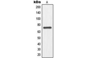 Western blot analysis of NFE2L3 expression in HepG2 (A) whole cell lysates. (NFE2L3 anticorps  (Center))