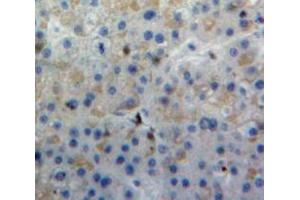 Used in DAB staining on fromalin fixed paraffin-embedded Liver tissue (C4B anticorps  (AA 680-756))