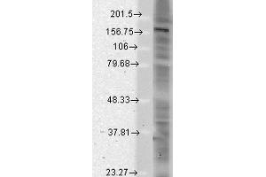 Western Blot analysis of Rat brain membrane lysate showing detection of SHANK protein using Mouse Anti-SHANK Monoclonal Antibody, Clone S23b-49 .