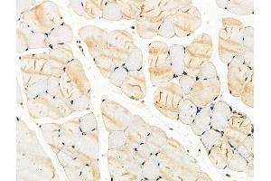 Phospho-ITK (Tyr180) Antibody at 1/100 staining Mouse muscle tissue by IHC-P. (ITK anticorps  (pTyr180))