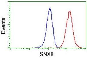 Image no. 8 for anti-Sorting Nexin 8 (SNX8) antibody (ABIN1501039)