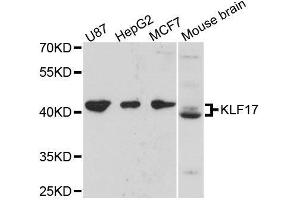 Western blot analysis of extracts of various cell lines, using KLF17 antibody. (KLF17 anticorps  (AA 210-389))