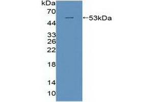 Figure. (POLD1 anticorps  (AA 41-254))