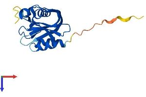 AlphaFold protein structure predicition of Mouse Recombinant Nudt11 Protein, UniprotID P0C028