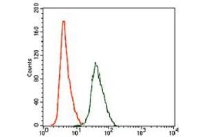 Image no. 4 for anti-rho GDP Dissociation Inhibitor (GDI) alpha (ARHGDIA) antibody (ABIN1500701) (ARHGDIA anticorps)