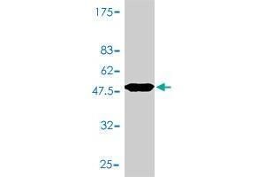 Western Blot detection against Immunogen (54.