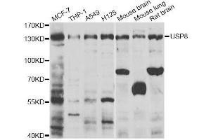 Western blot analysis of extracts of various cell lines, using USP8 antibody (ABIN5974228) at 1/1000 dilution. (USP8 anticorps)