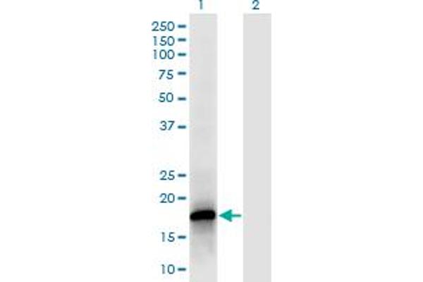 POLR2F anticorps  (AA 1-127)