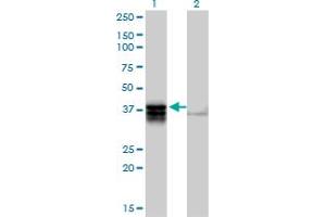 Western Blot analysis of TRDD3 expression in transfected 293T cell line by TRDD3 MaxPab polyclonal antibody.