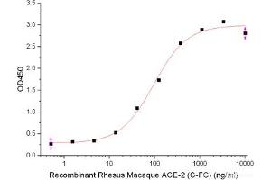 ELISA image for Angiotensin I Converting Enzyme 2 (ACE2) (Active) protein (Fc Tag) (ABIN7321044)
