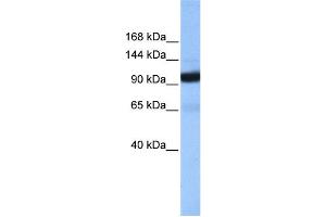 WB Suggested Anti-COPB1 Antibody Titration: 0. (COPB1 anticorps  (Middle Region))