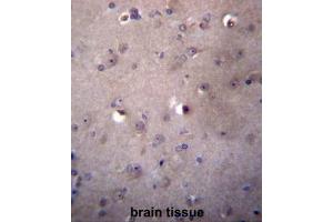 ALDH3B2 Antibody (C-term) immunohistochemistry analysis in formalin fixed and paraffin embedded human brain tissue followed by peroxidase conjugation of the secondary antibody and DAB staining. (ALDH3B2 anticorps  (C-Term))
