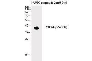 Western Blot analysis of HuvEc etoposide 25uM 24h cells with Phospho-CXCR4 (Ser339) Polyclonal Antibody (CXCR4 anticorps  (pSer339))