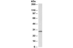 Western blot testing of human skin lysate with 14-3-3 sigma antibody at 0. (14-3-3 sigma/SFN anticorps)