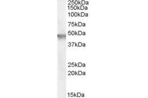 Western Blotting (WB) image for anti-Cytohesin 2 (CYTH2) (AA 2-13) antibody (ABIN293286) (Cytohesin 2 anticorps  (AA 2-13))