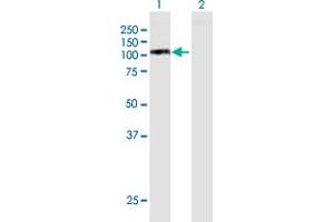 Western Blot analysis of MCM6 expression in transfected 293T cell line by MCM6 MaxPab polyclonal antibody.